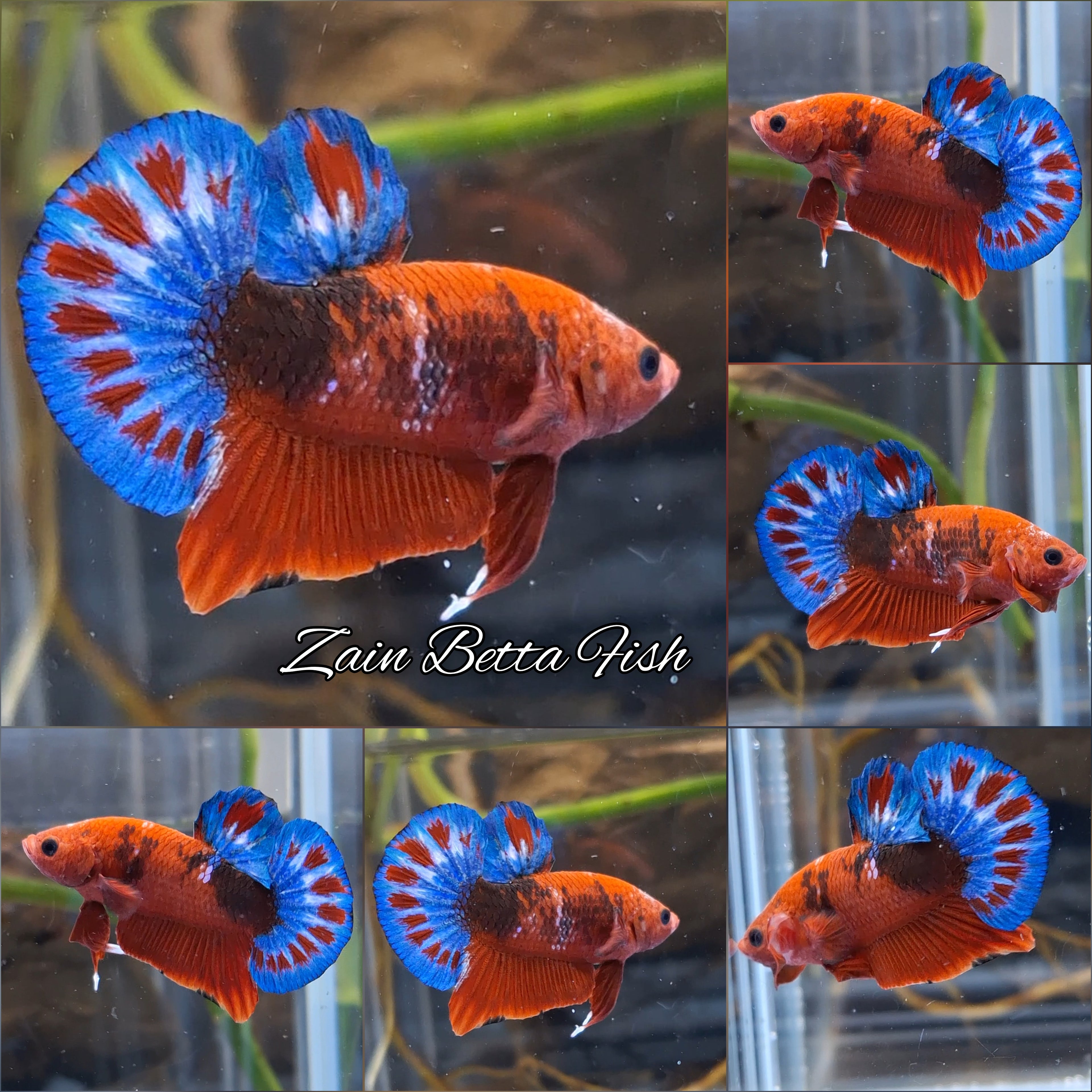 Red Hellboy Bold Fancy Blue Tail Plakat HMPK Betta Fish Male