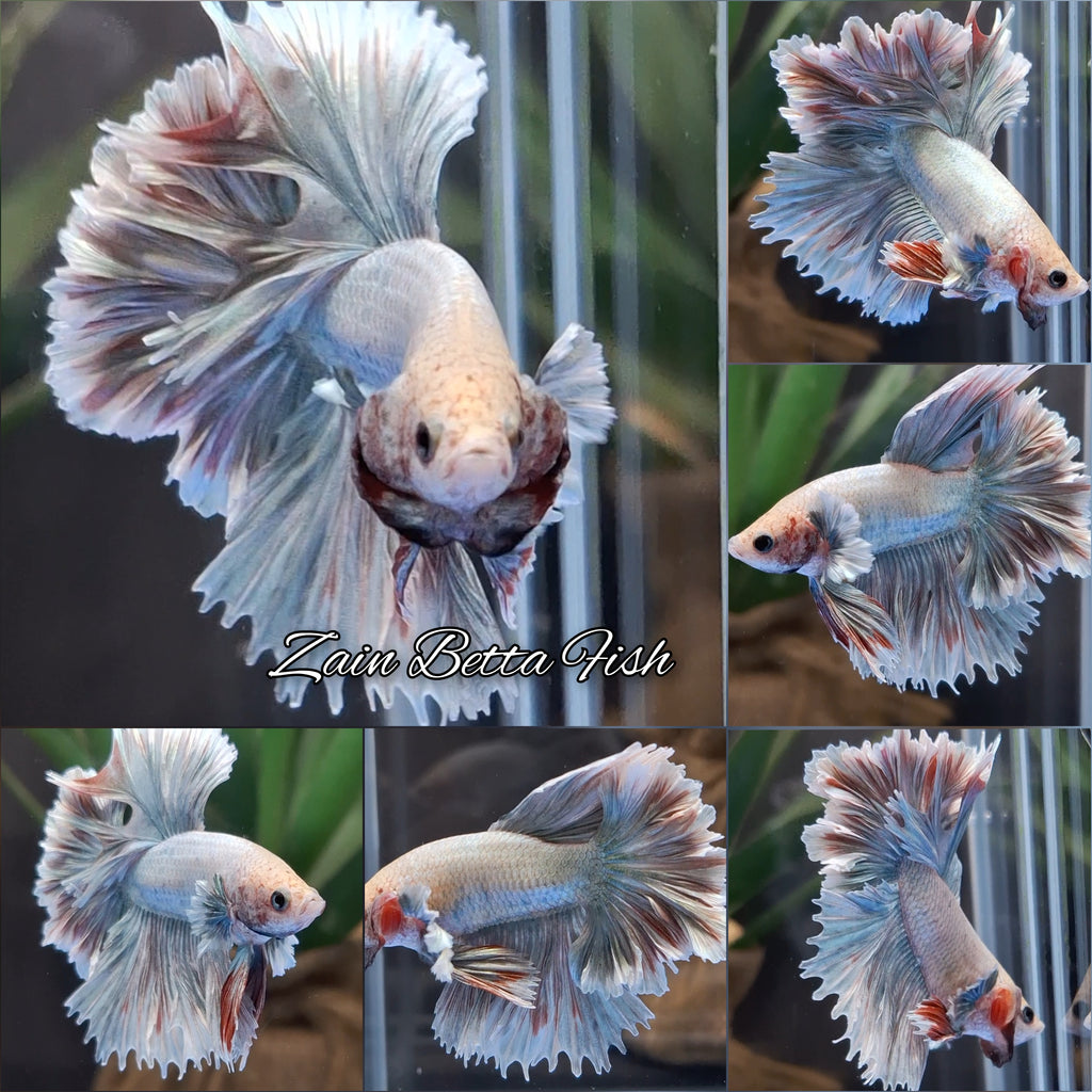 King Feathertail Dumbo Pastel Copper Betta Fish Male
