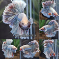 King Feathertail Dumbo Pastel Copper Betta Fish Male
