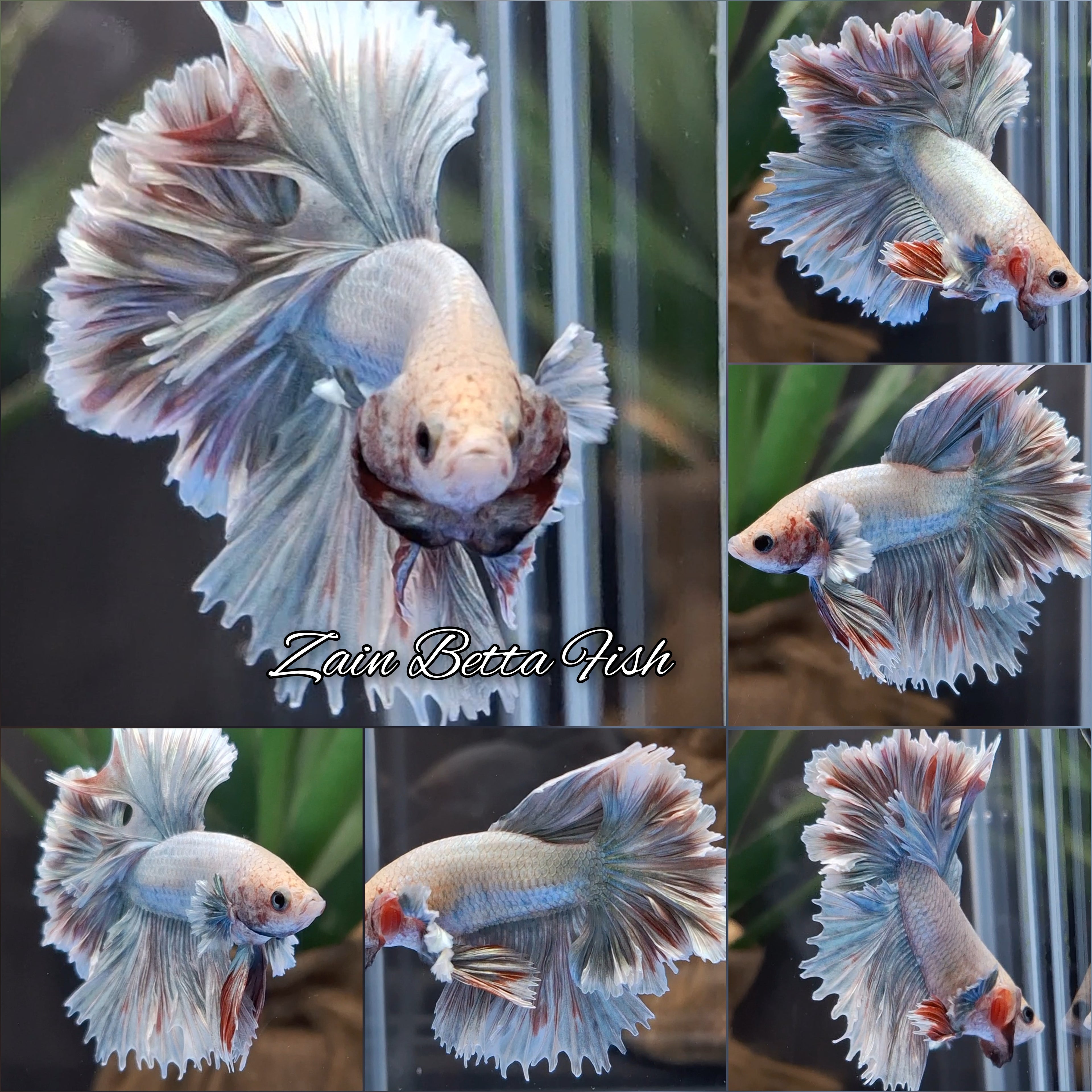 King Feathertail Dumbo Pastel Copper Betta Fish Male