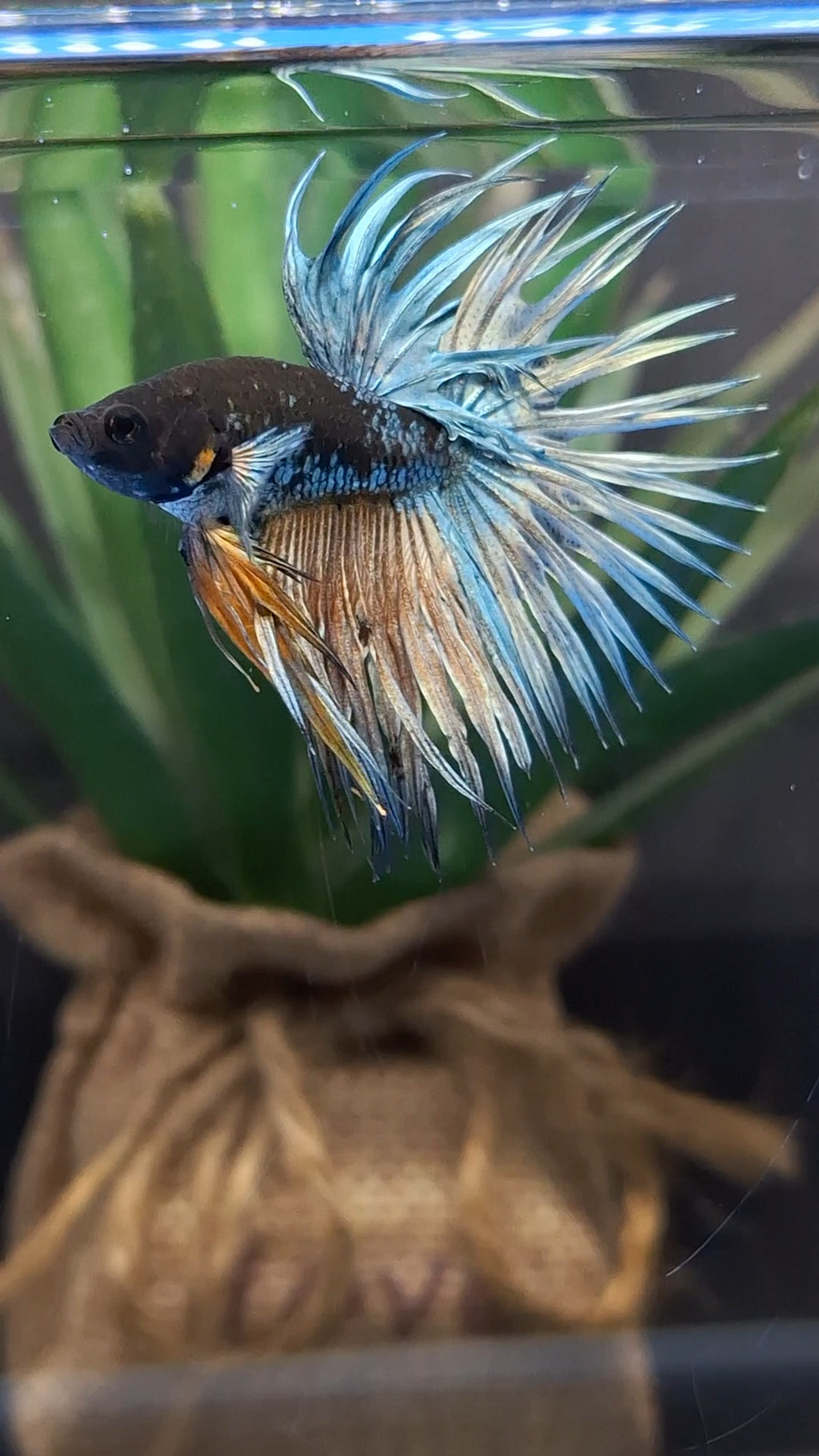 Crowntail Avatar Copper Rare Betta Fish Male