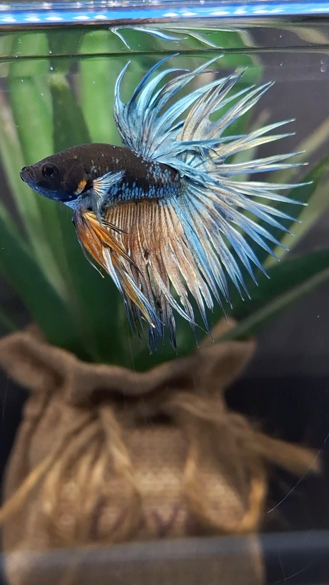 Crowntail Avatar Copper Rare Betta Fish Male