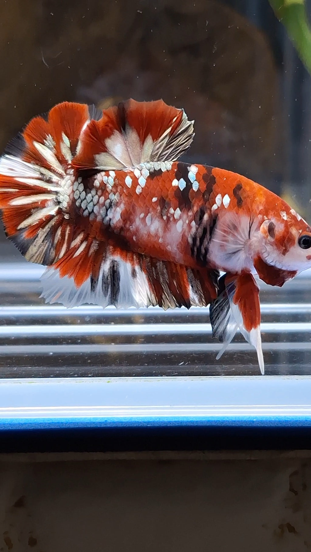 Red Koi Copper Gold Iron Man Plakat HMPK Betta Fish Male