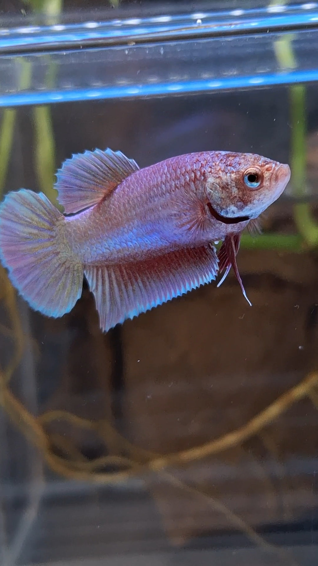Purple Pink Aurora Plakat HMPK Female Betta Fish For Sorority / Breed