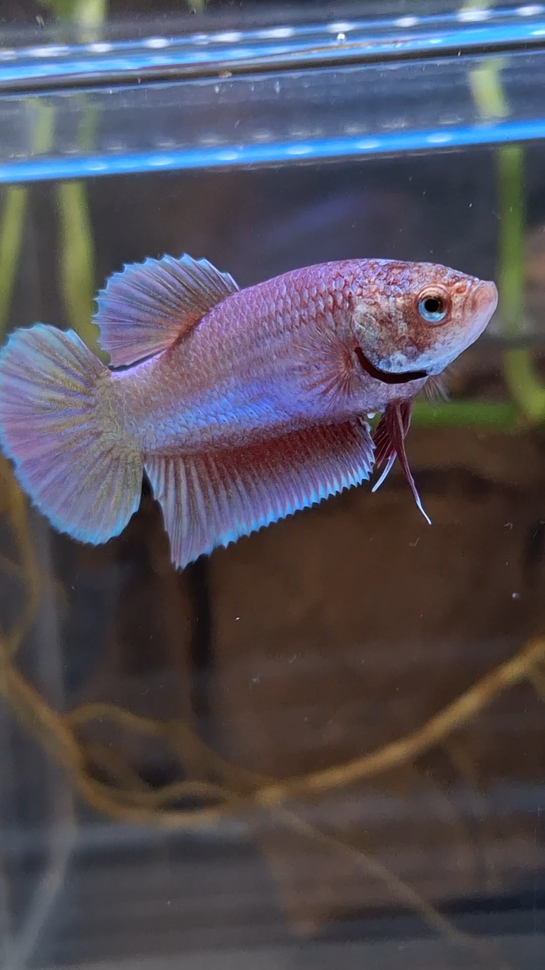 Purple Pink Aurora Plakat HMPK Female Betta Fish For Sorority / Breed