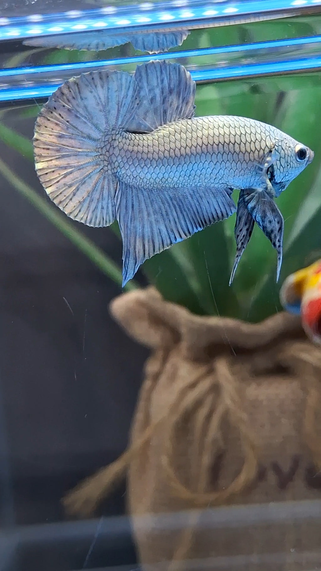 Copper Solid Premium Plakat HMPK Betta Fish