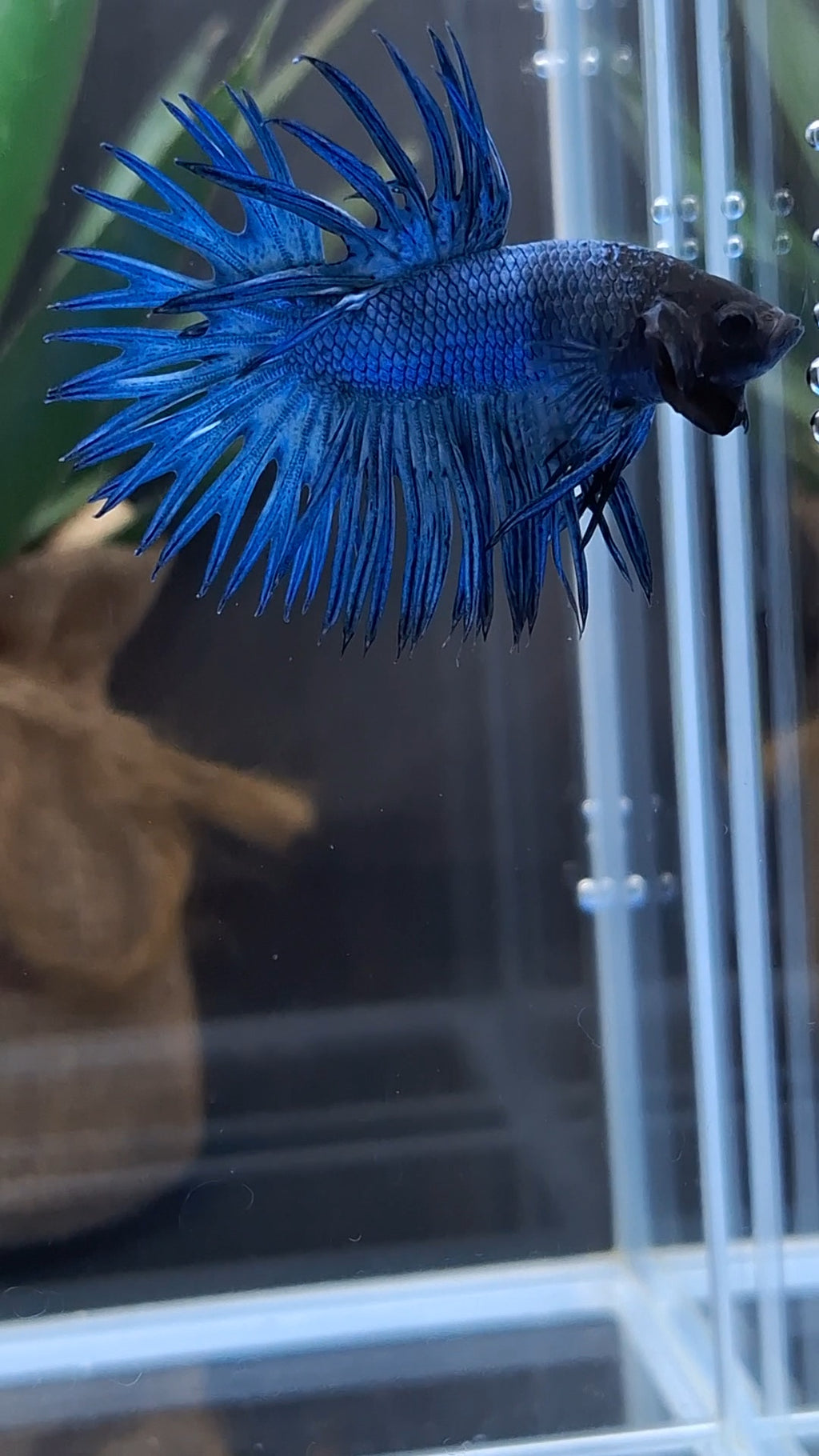 Crowntail Blue Betta Fish Male