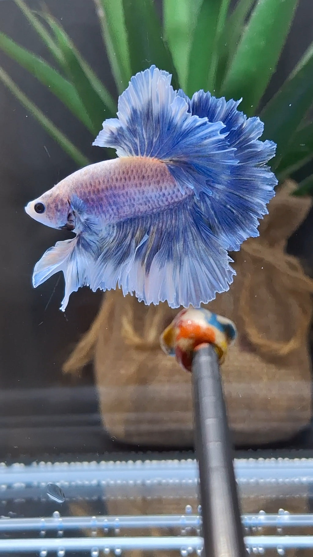 King Feathertail Grizzle Butterfly Betta Fish Male