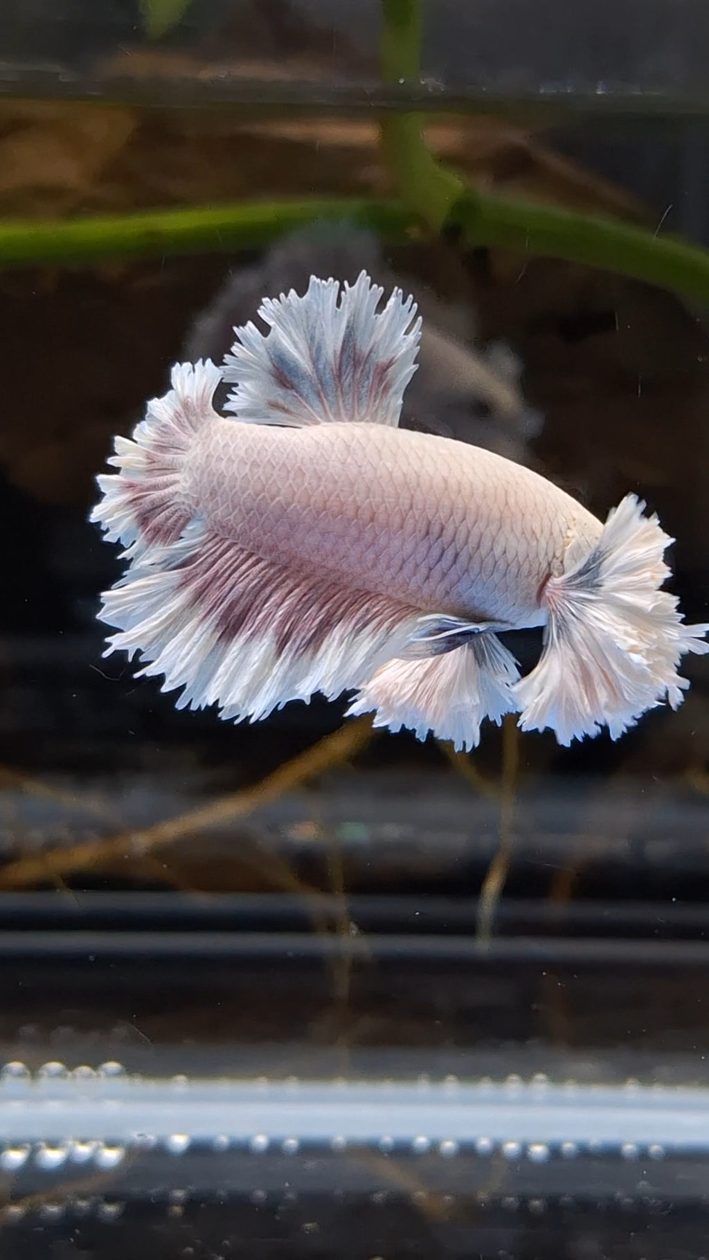 King Feathertail Rose Dumbo Ear Plakat HMPK Rare Betta Fish Male