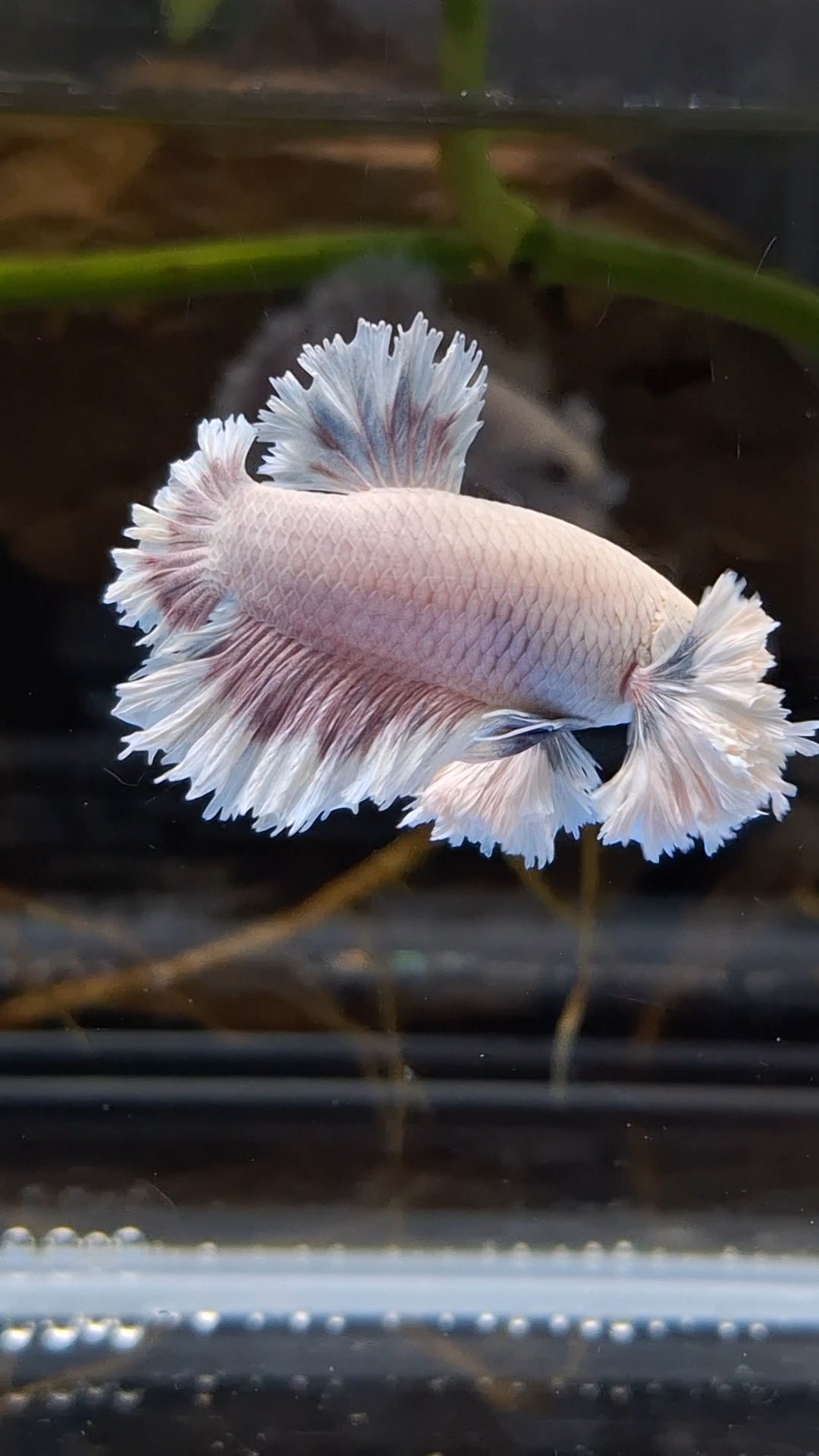 King Feathertail Rose Dumbo Ear Plakat HMPK Rare Betta Fish Male