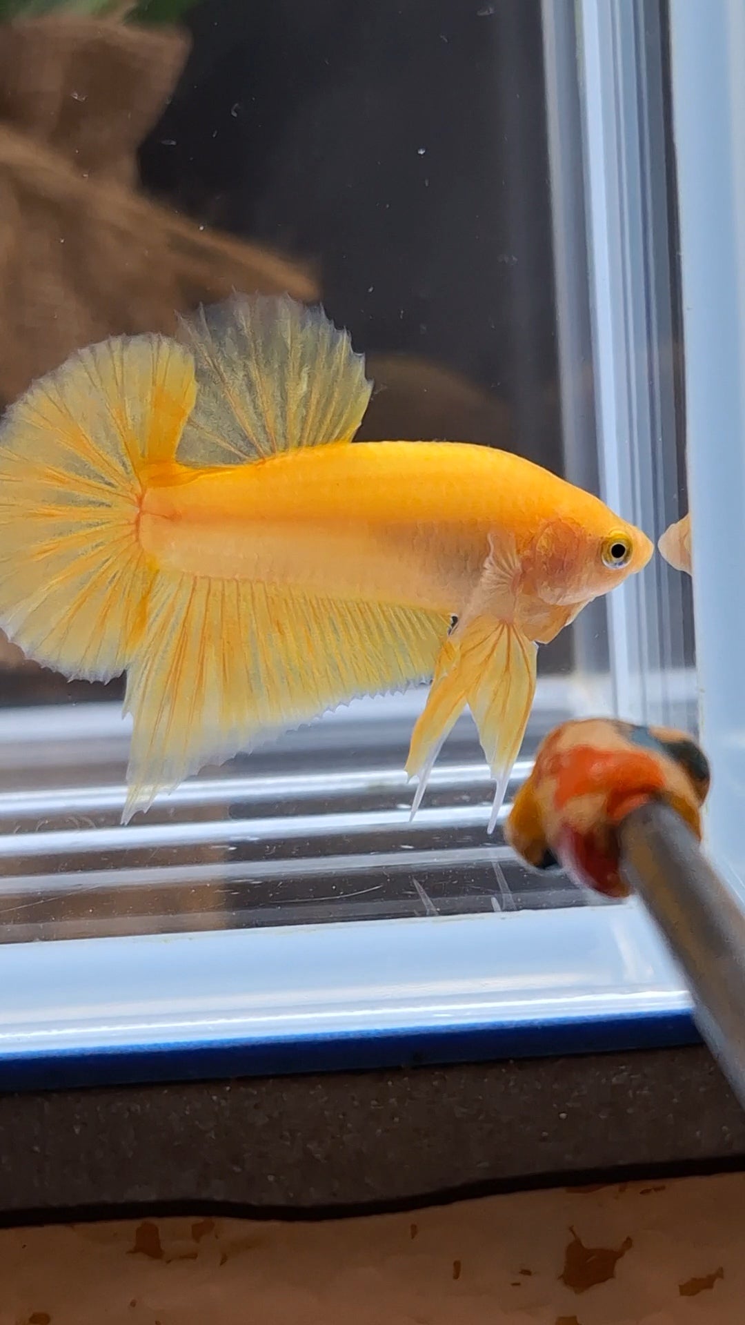 Junior Yellow Solid Color Plakat HMPK Betta Fish Male