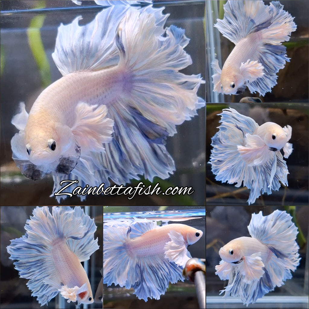 King Feathertail Halfmoon Rose Dumbo Ear Premium Rare Betta Fish Male