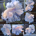 King Feathertail Halfmoon Rose Dumbo Ear Premium Rare Betta Fish Male