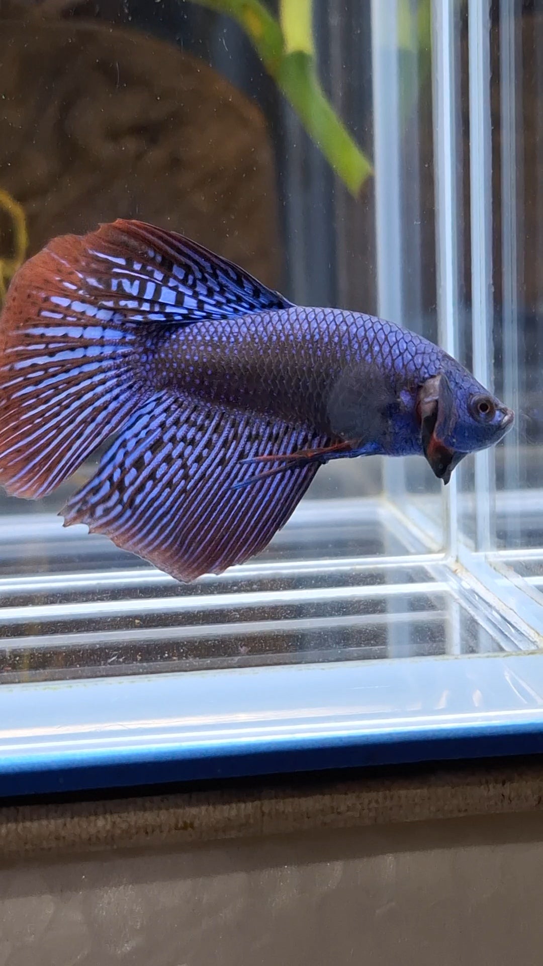 Alien Long Fins Blue Delta Tail Rare Wild Betta Fish Male