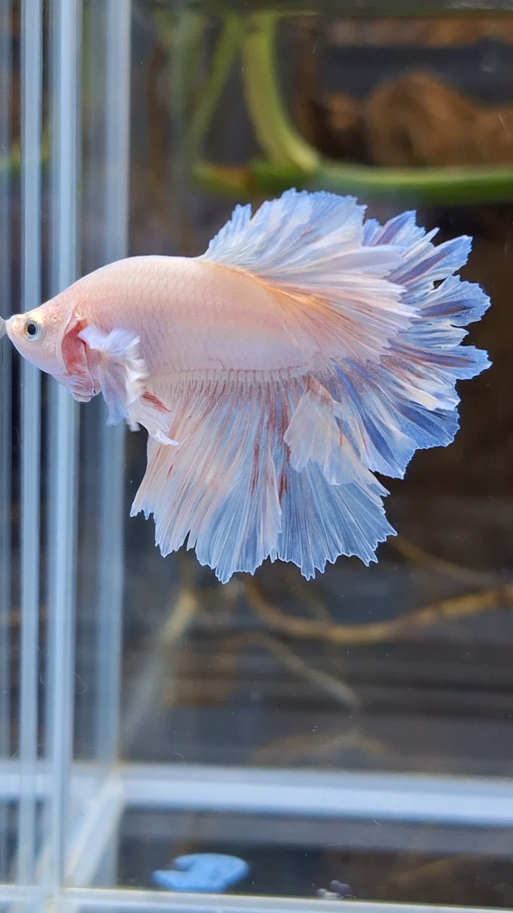 Junior King Feathertail Dumbo Ear Pink Betta Fish Male