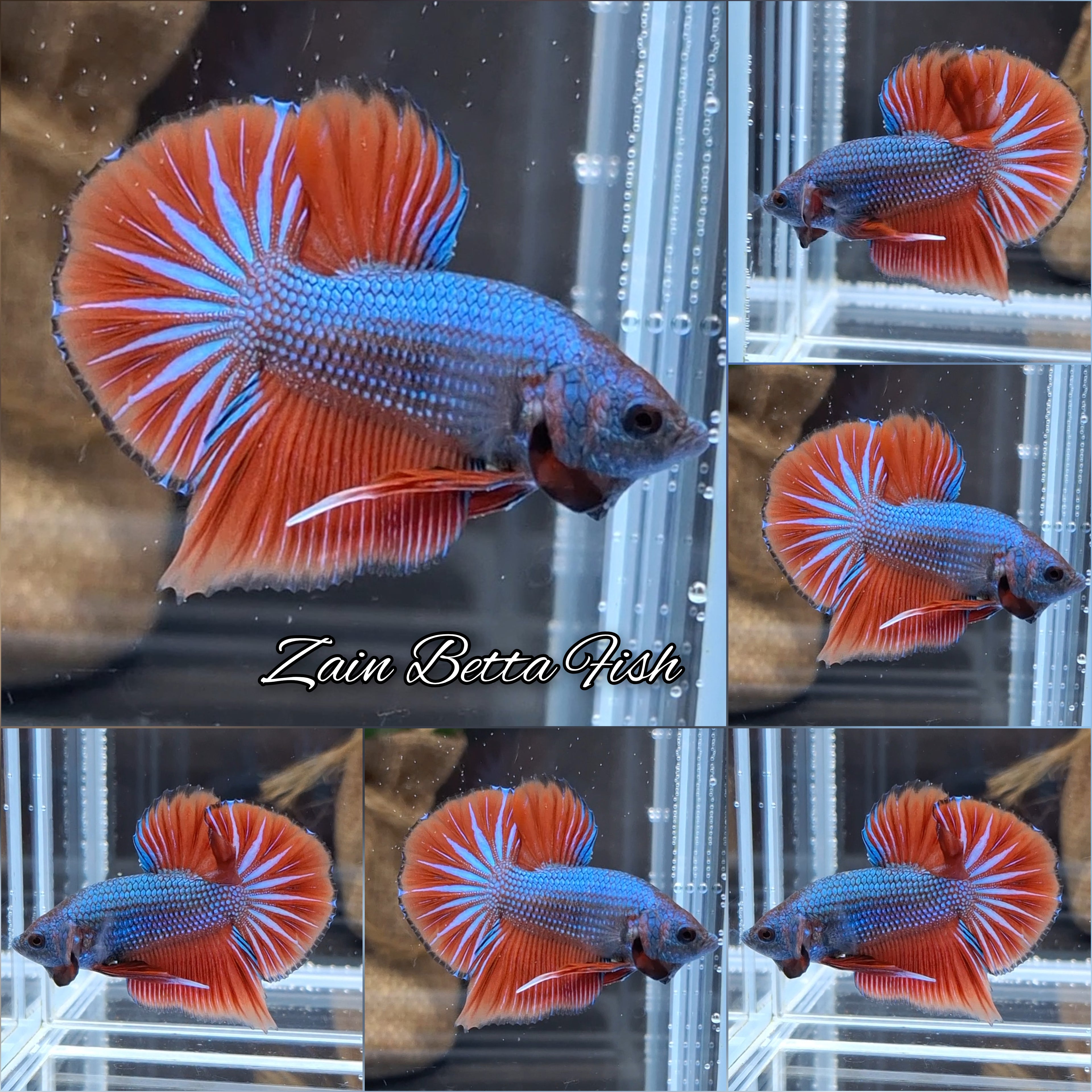 HMPK Dragon Fancy Startail Betta Fish Male