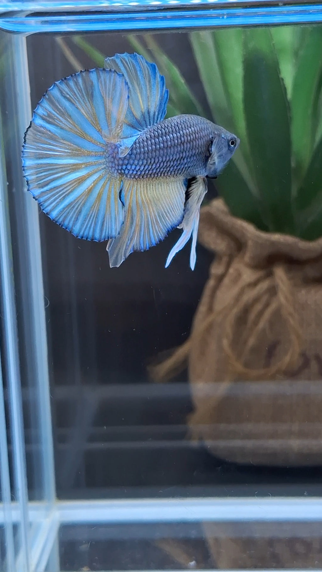 Mustard Gas Big Tail HMPK Betta Fish Male