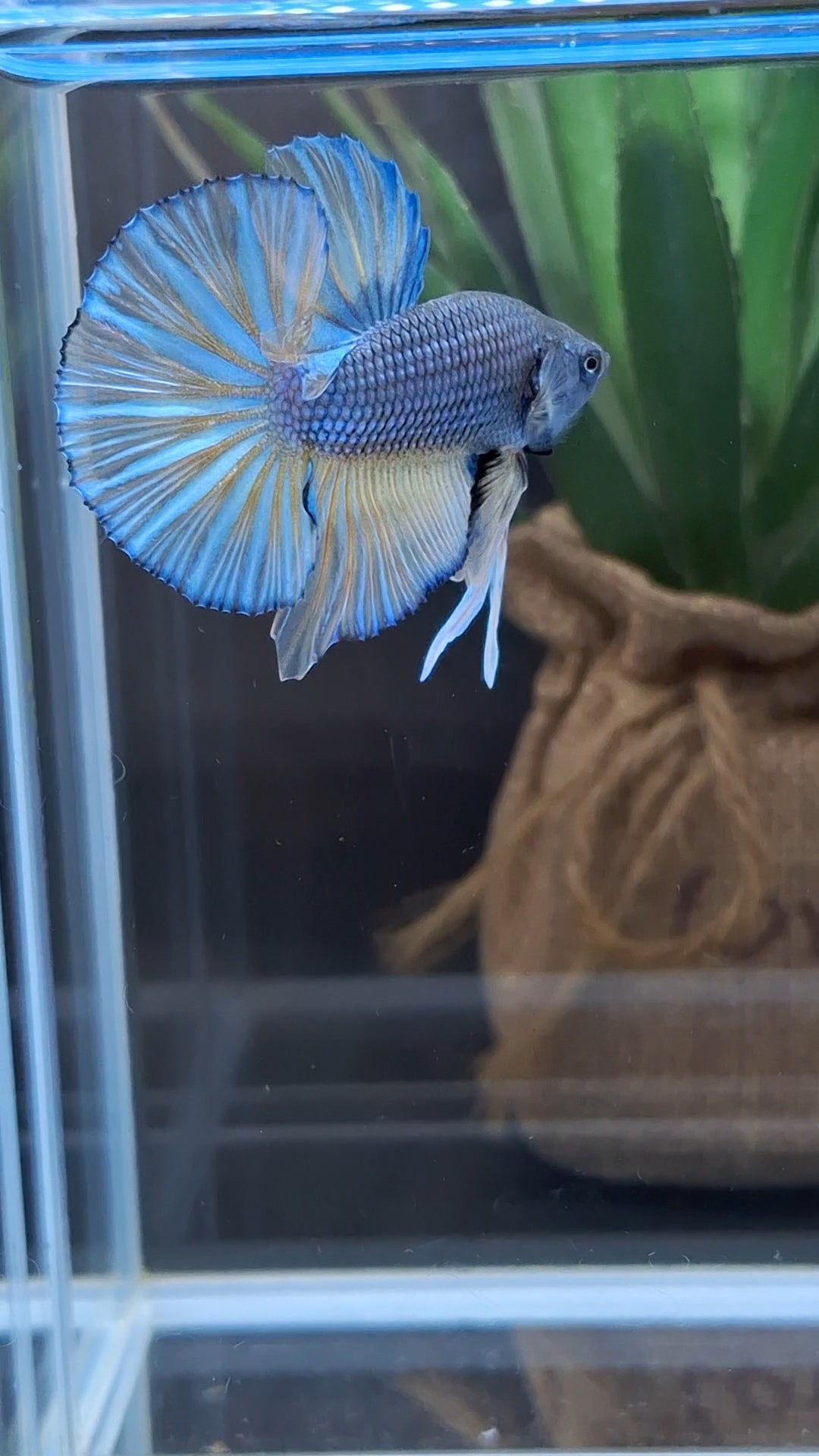 Mustard Gas Big Tail HMPK Betta Fish Male