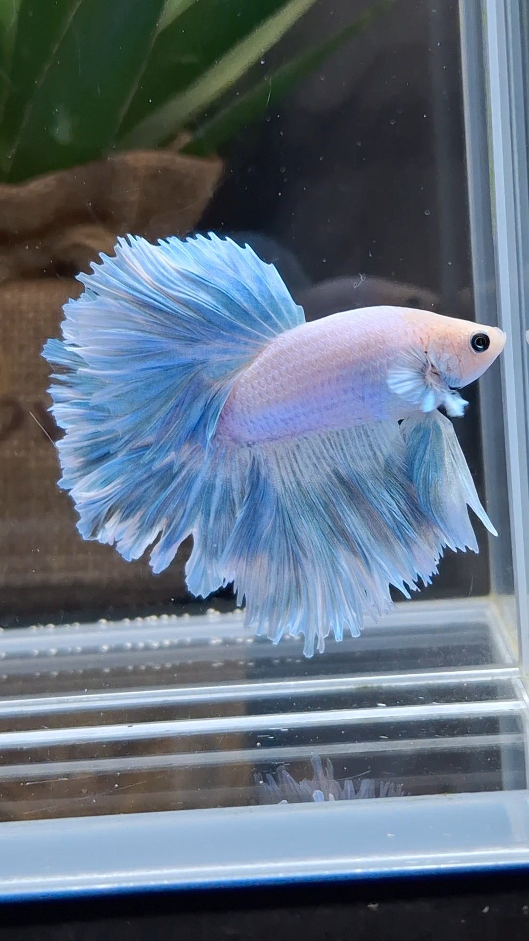 Over Halfmoon Feathertail Blue Sky Aurora Betta Fish Male