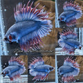 Super Rare Crowntail Double Tail PKCT Betta Fish Male