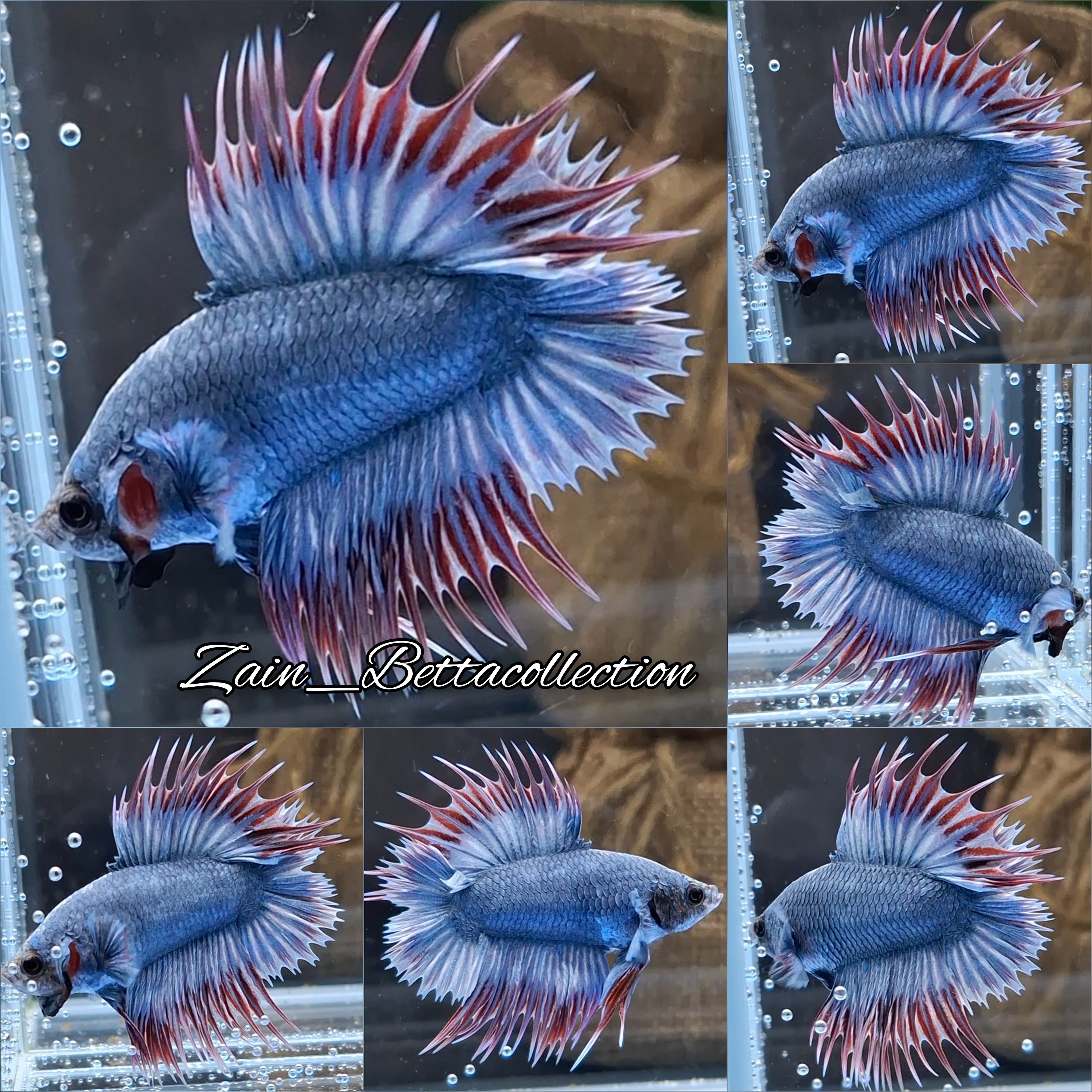 Super Rare Crowntail Double Tail PKCT Betta Fish Male