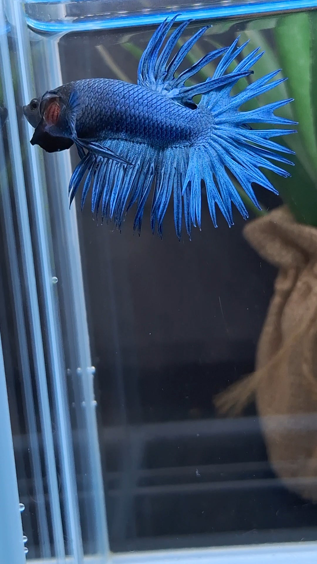 Crowntail Blue Betta Fish Male