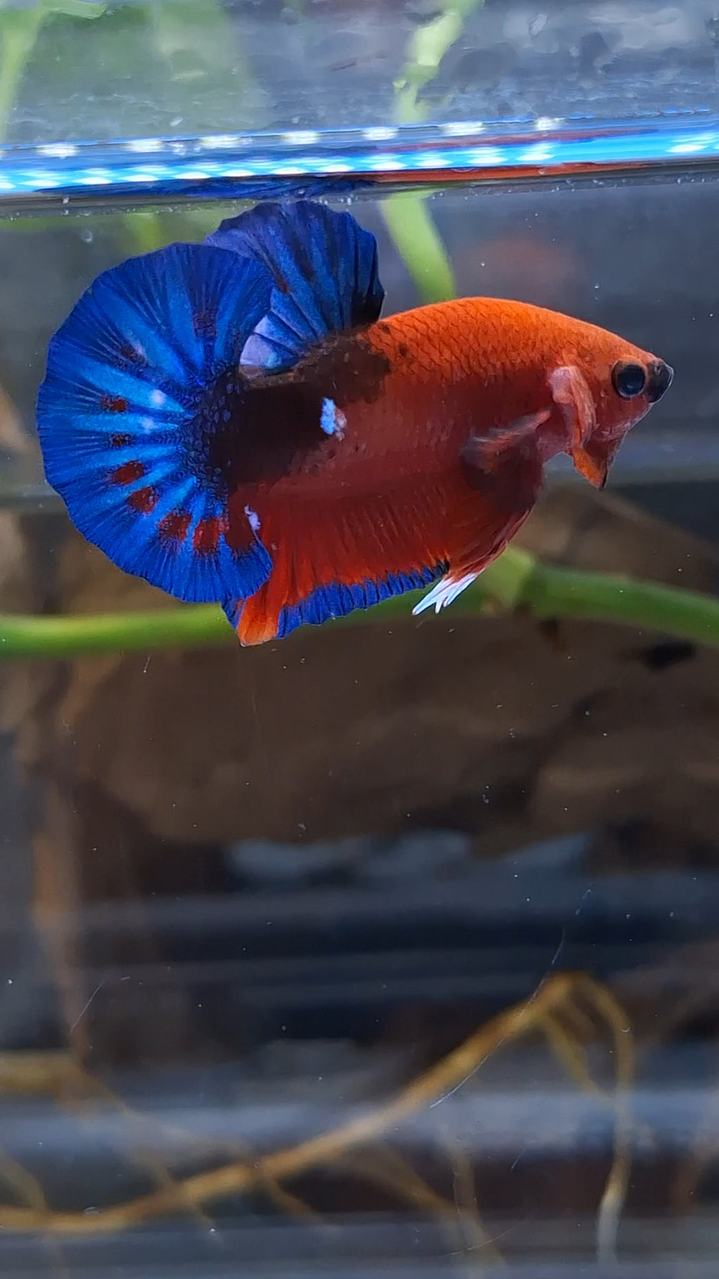 Red Hellboy Bold Blue Tail Plakat HMPK Betta Fish Male