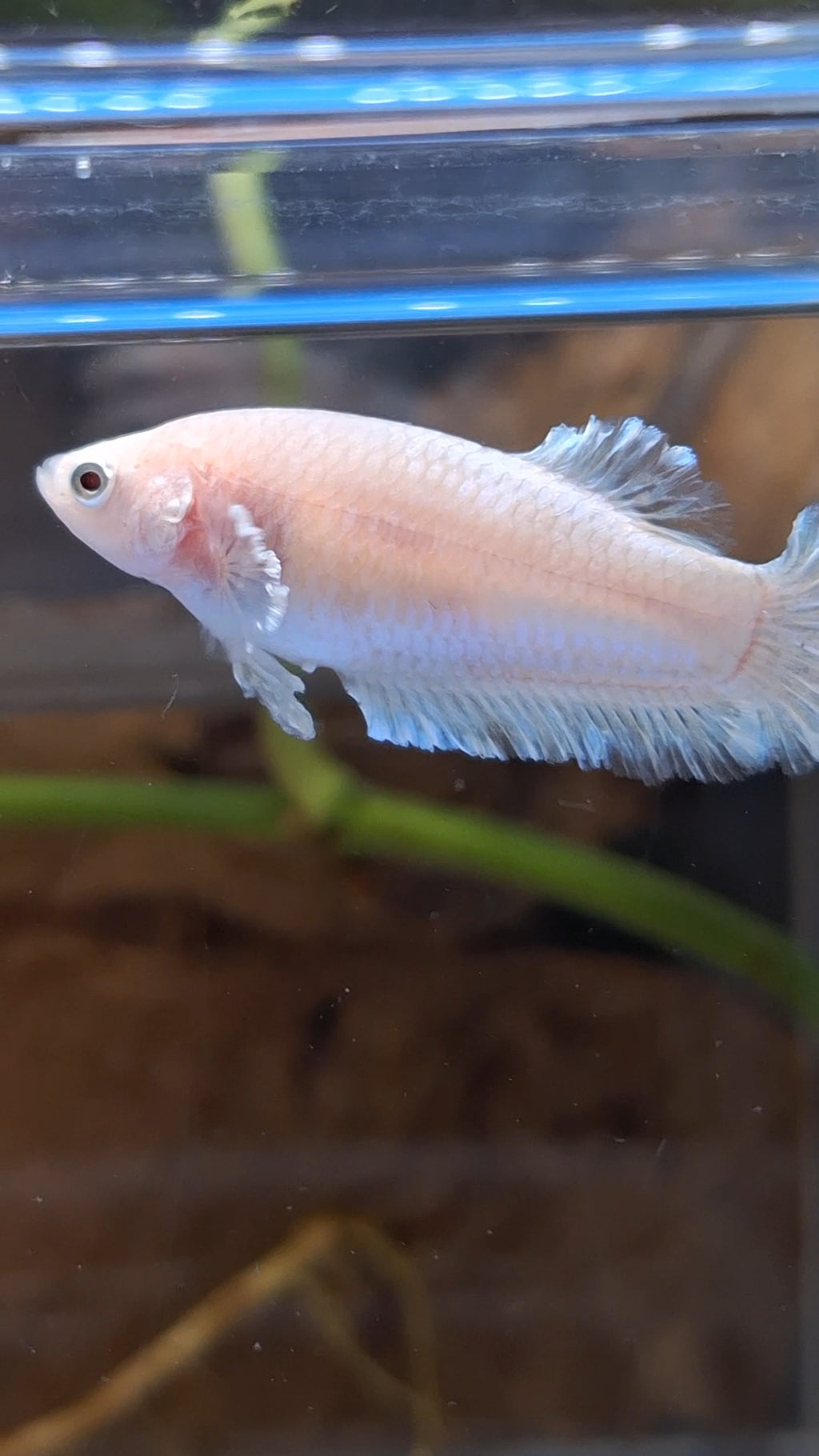 King Feathertail Unicorn Female Betta Fish For Sorority / Breed