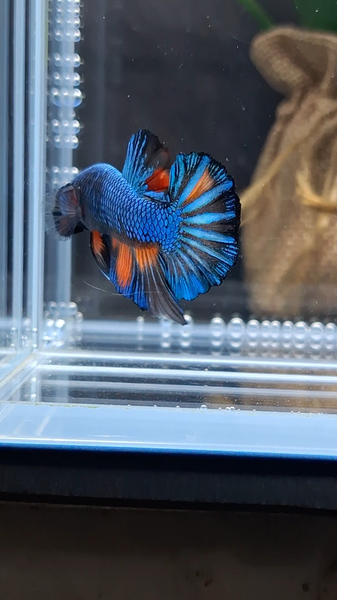 Avatar Black Variation Fancy Plakat HMPK Betta Fish Male