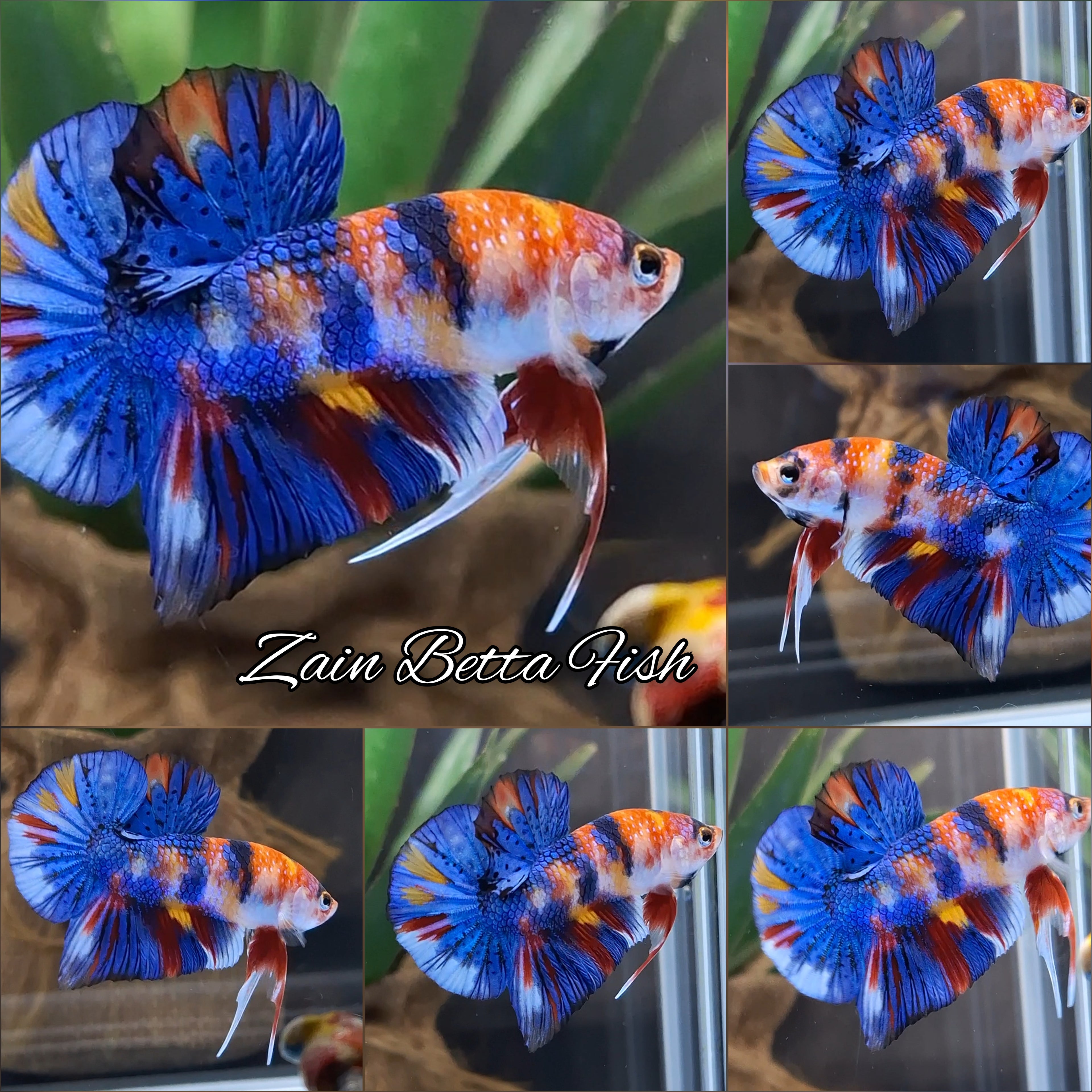 Multicolor Metalic HMPK Betta Fish Male