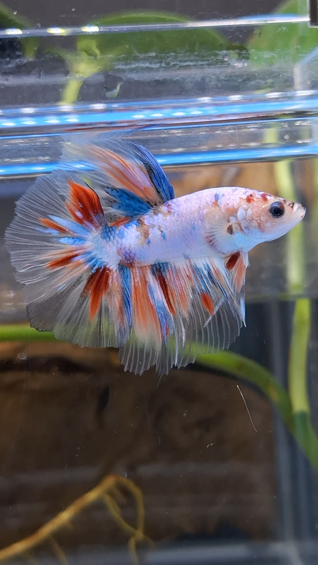 Halfmoon Candy Koi Multicolor Betta Fish Male