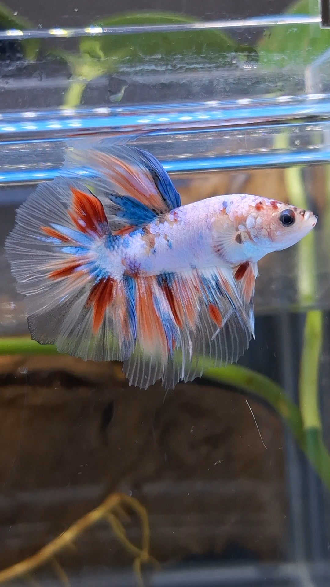 Halfmoon Candy Koi Multicolor Betta Fish Male