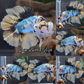 Yellow Gold Copper Variation Double Tail HMPK Betta Fish Male