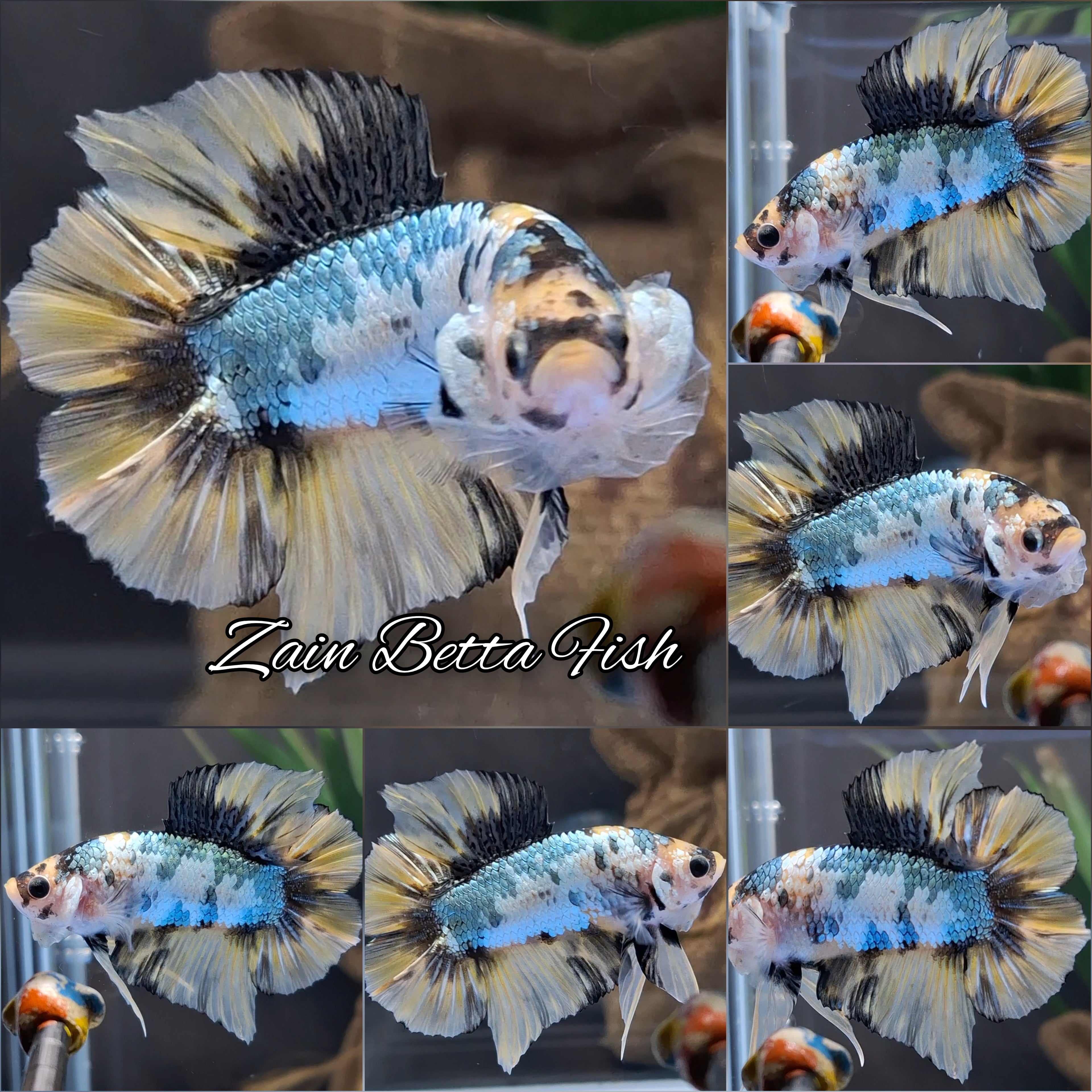 Yellow Gold Copper Variation Double Tail HMPK Betta Fish Male