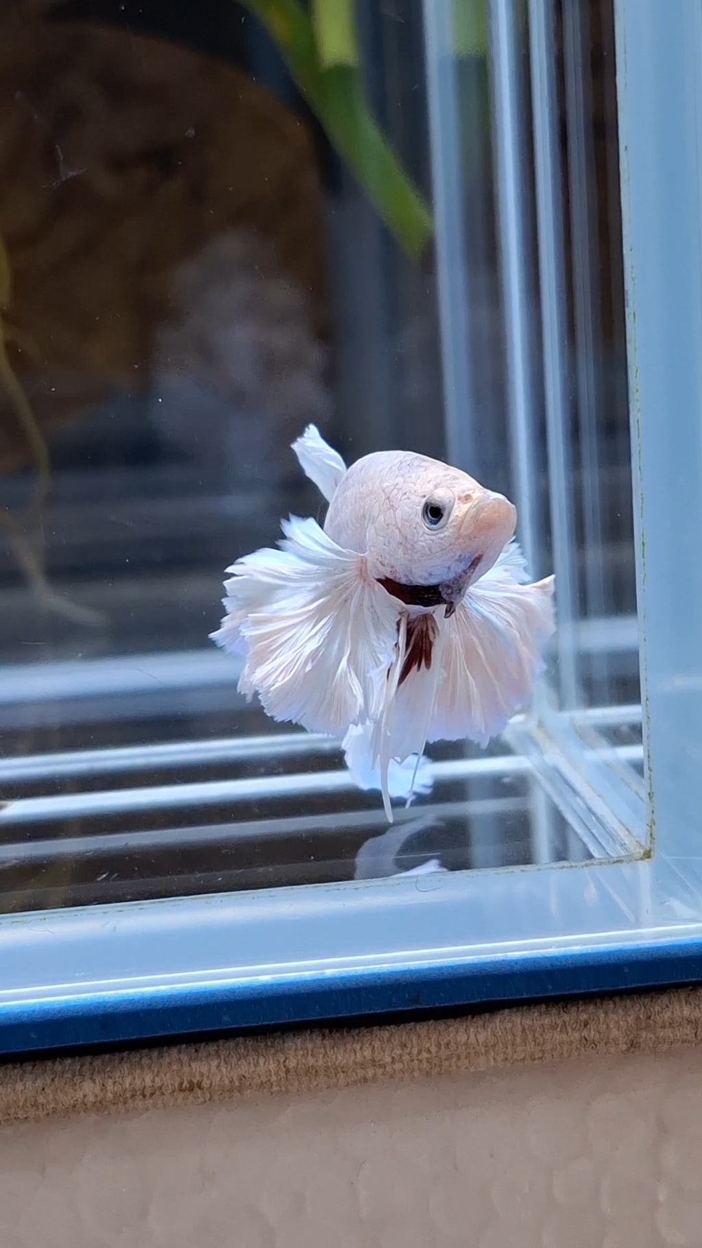 Premium Super Dumbo Ear Rose Rare Betta Fish Male