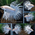Crowntail White Platinum Betta Fish Male
