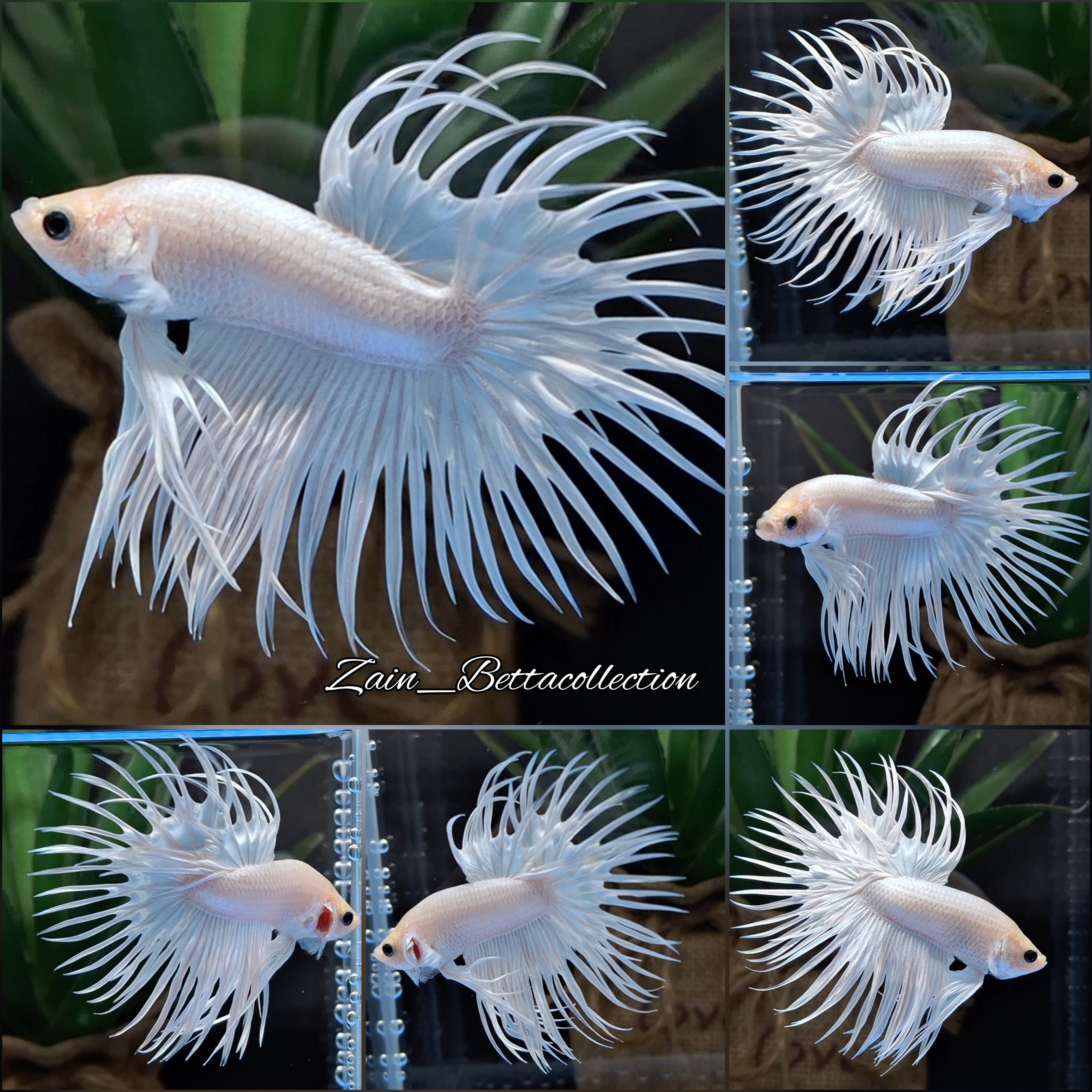Crowntail White Platinum Betta Fish Male