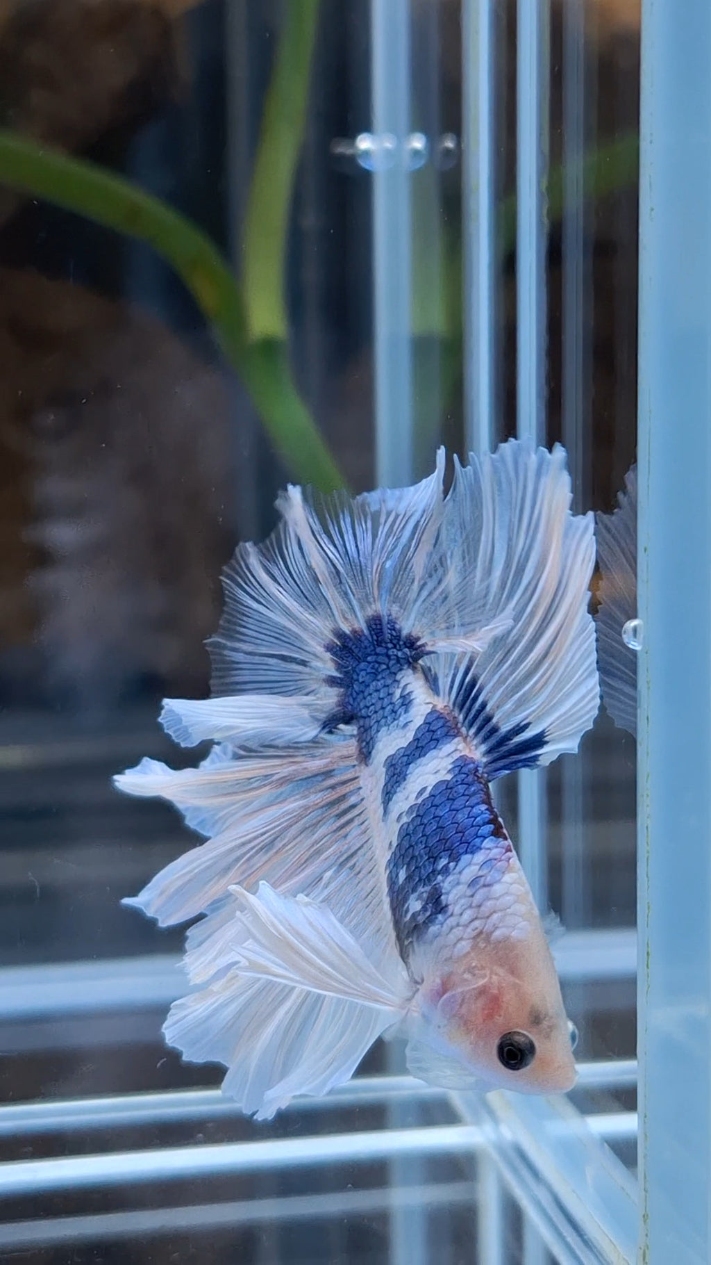 Halfmoon King Feathertail Monkay Face Fancy Rare Betta Fish Male