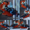 Avatar Blackstar Galaxy Copper Gold Vampire HMPK Betta Fish Male