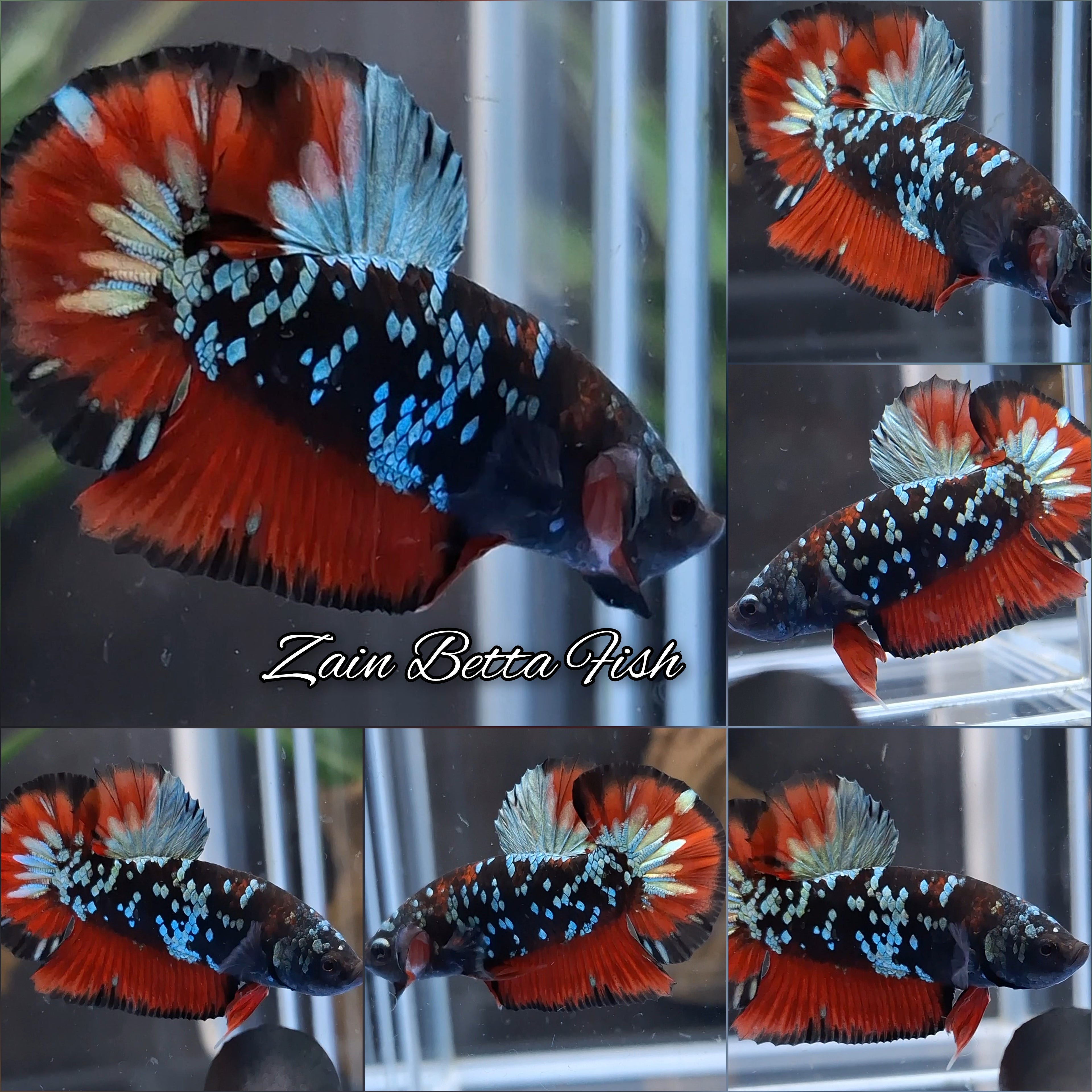 Avatar Blackstar Galaxy Copper Gold Vampire HMPK Betta Fish Male