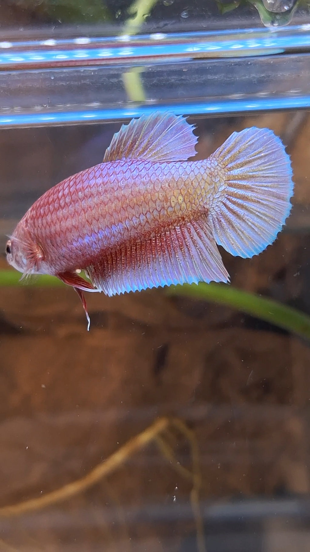 Purple Pink Aurora Plakat HMPK Female Betta Fish For Sorority / Breed