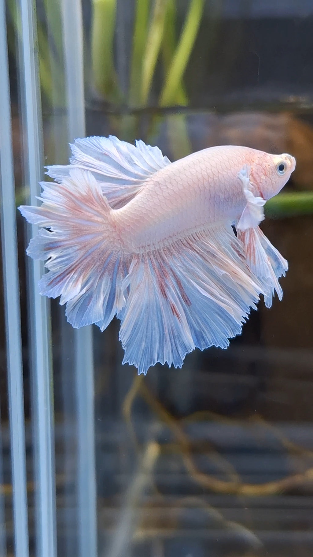 Junior King Feathertail Dumbo Ear Pink Betta Fish Male