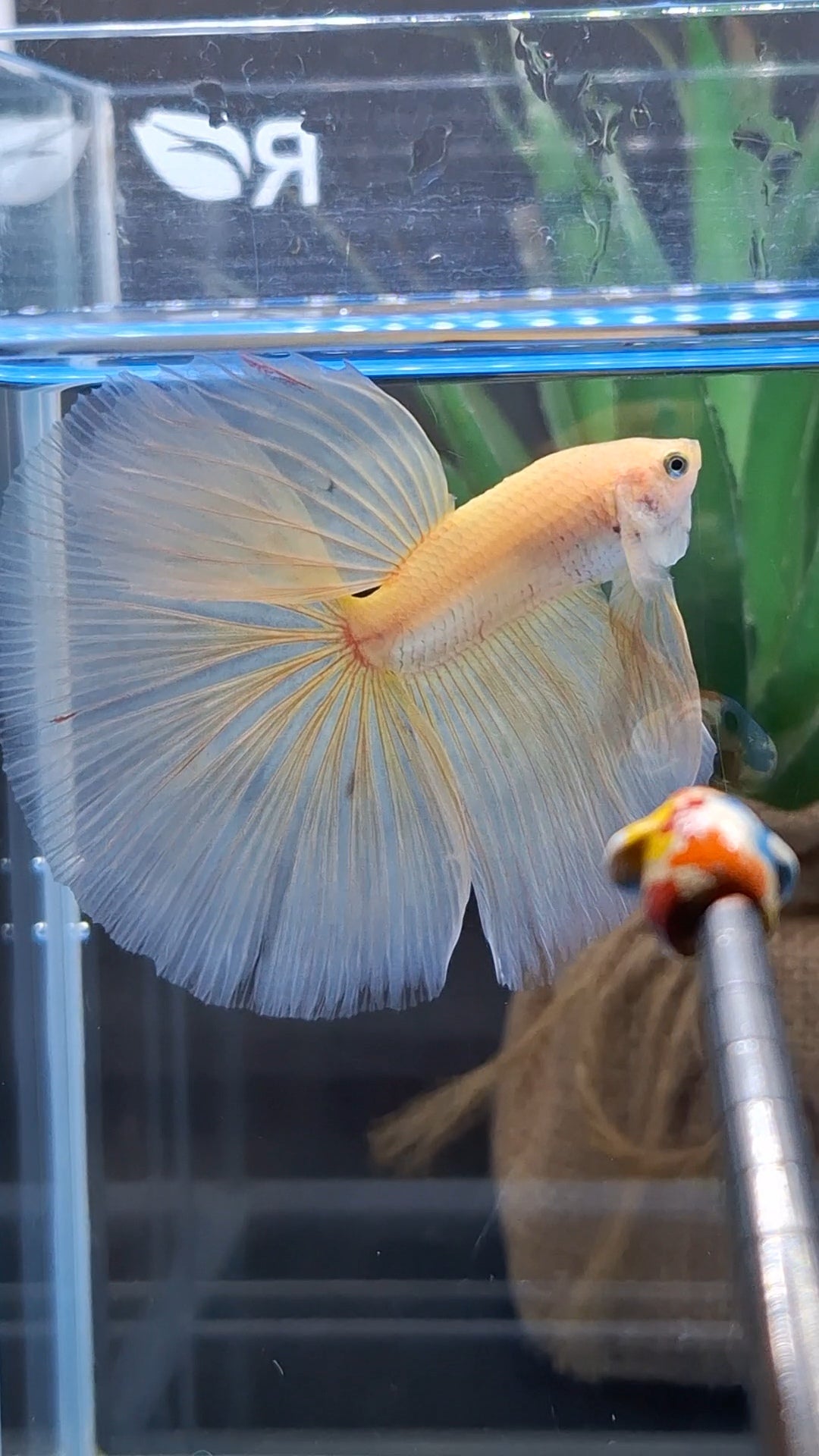 Over Halfmoon Yellow Solid Premium Betta Fish Male