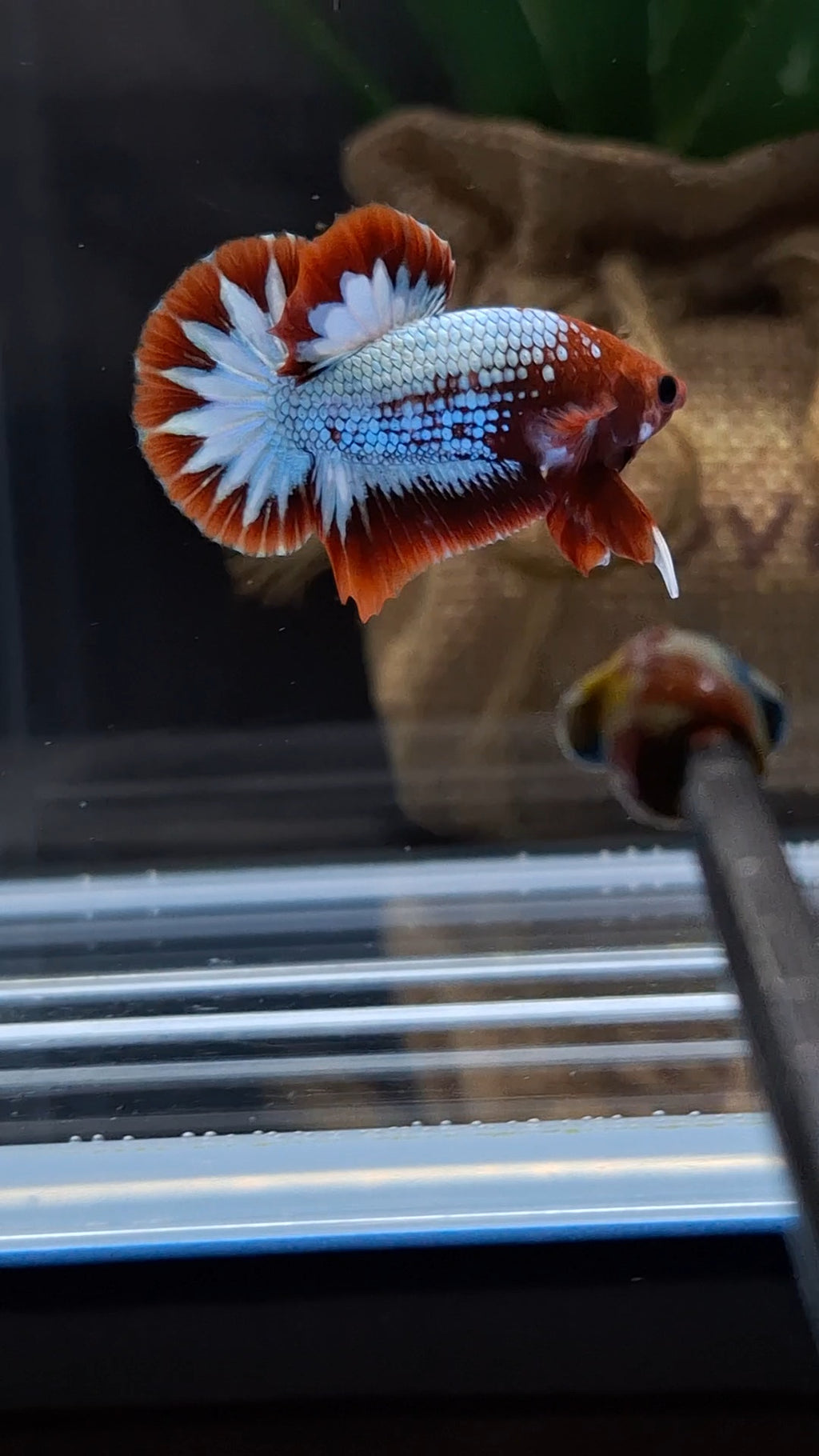 Red Fancy Copper FCCP Startail Plakat HMPK Betta Fish Male