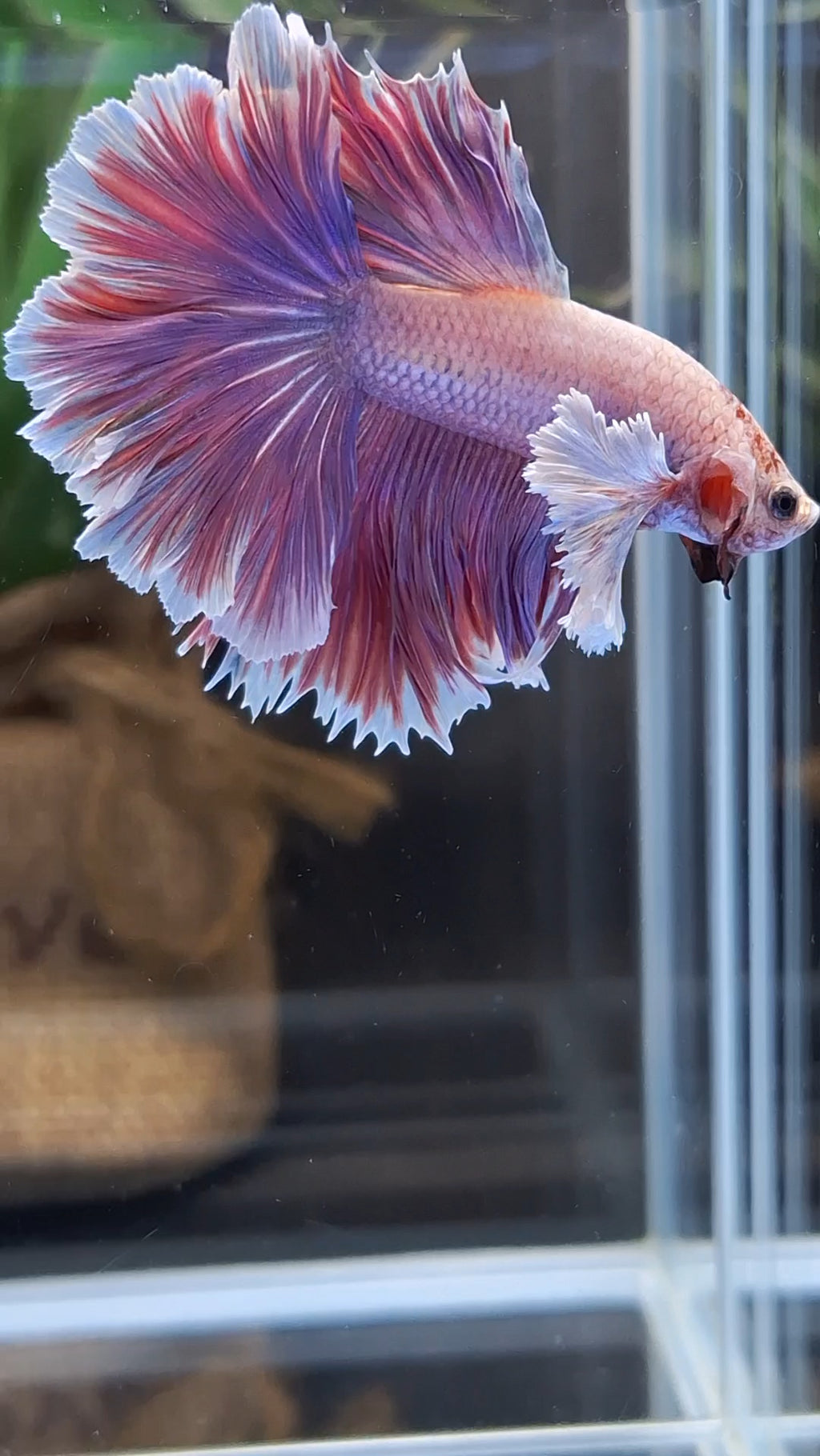 Halfmoon Rosetail Dumbo Ear Purple Betta Fish Male