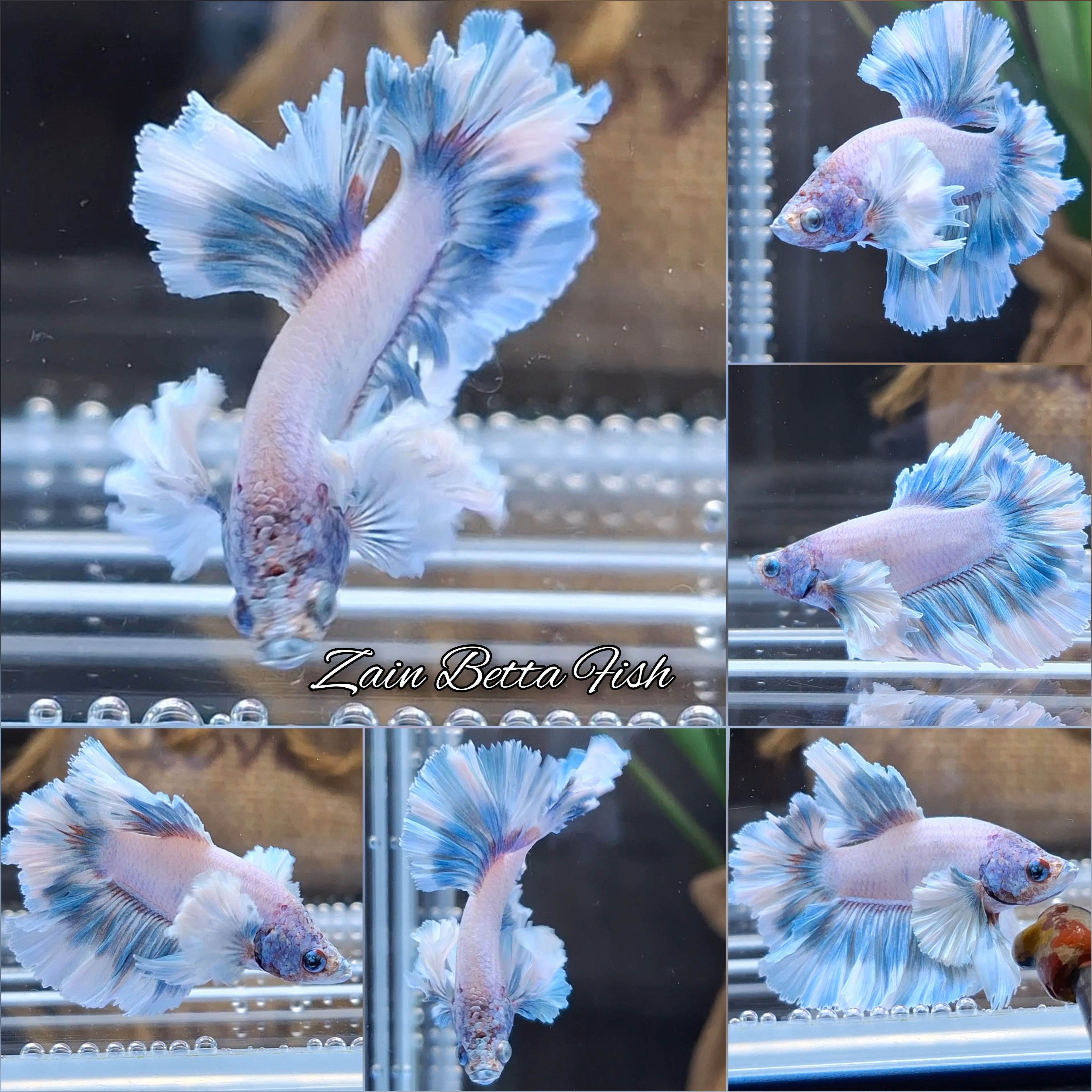 Junior King Feathertail Dumbo Ear Blue Sky Betta Fish Male