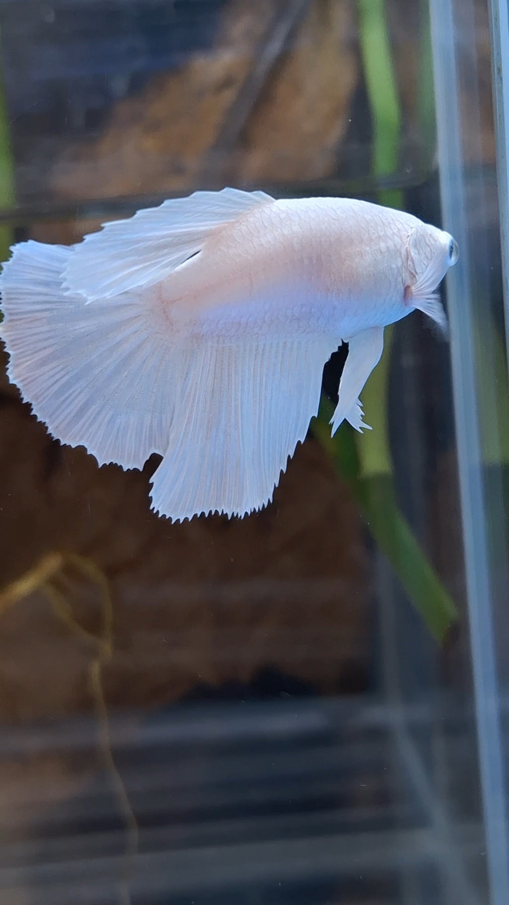 Halfmoon White Platinum Female Betta Fish For Sorority / Breed