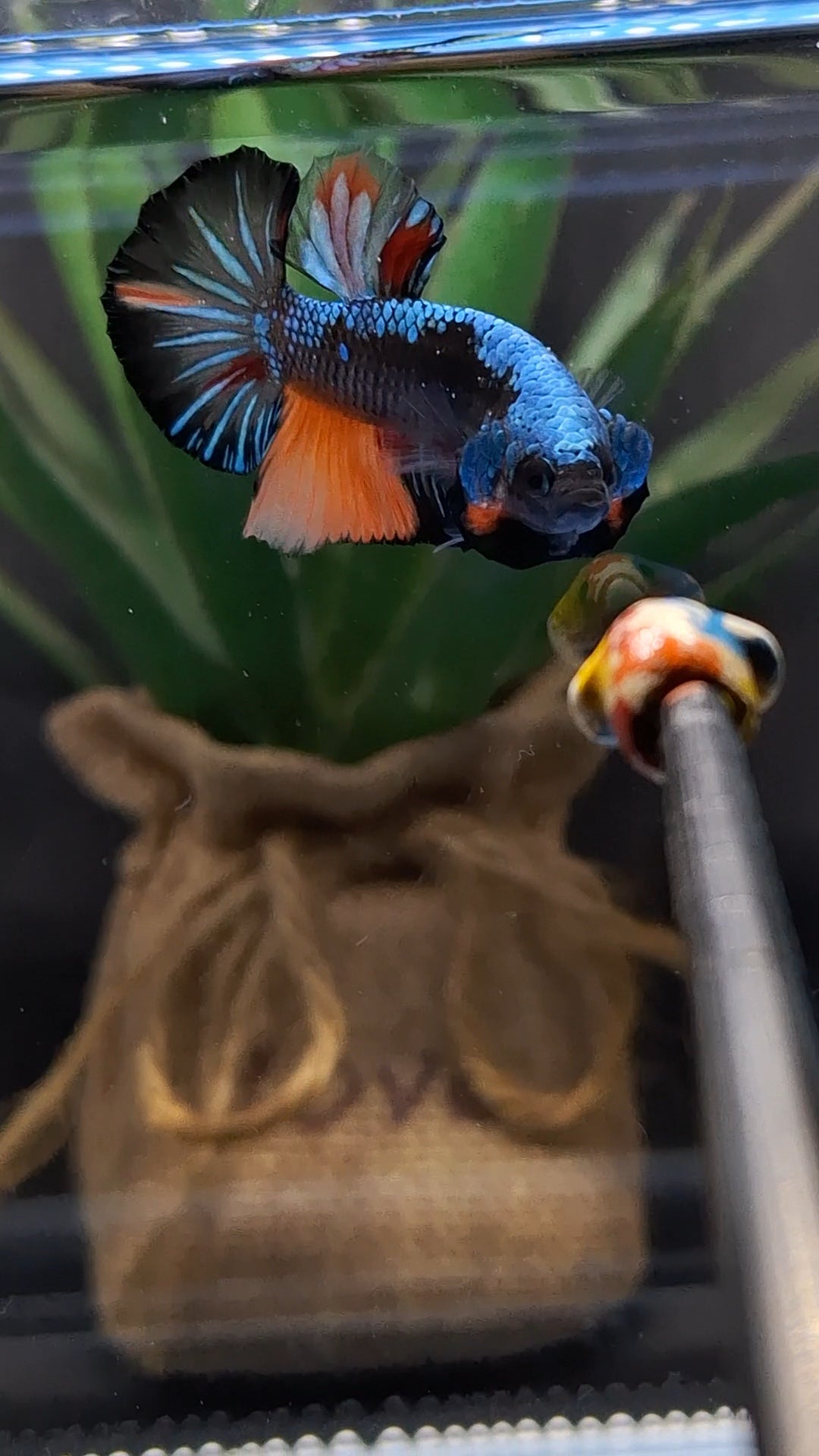 Avatar Black Variation Plakat HMPK Betta Fish