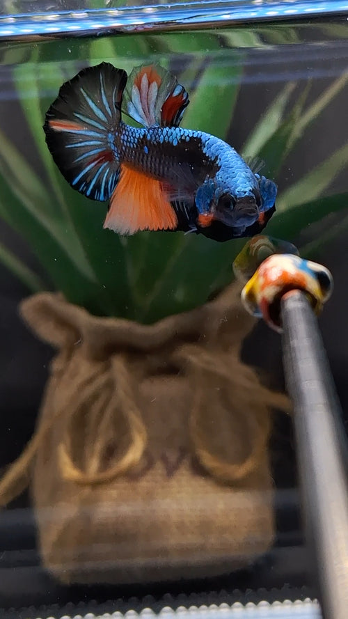 Avatar Black Variation Plakat HMPK Betta Fish