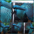 Luxury Halfmoon Alien Green Wild Hybrid Rare Betta Fish Male